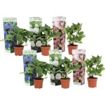 Plant in a box - hydrangea macrophylla early blue early pink wudu - hydrangea - mix of 6 - pot 10. 5 ...