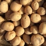 Plants de pomme de terre charlotte
