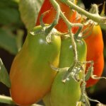 Plant de tomate cornue des andes