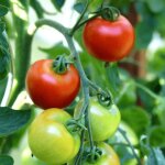Plant de tomate grappelina gv232 type grappe