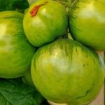 Plant de tomate green zebra