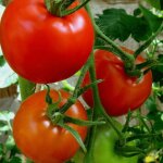 Plant de tomate pyros