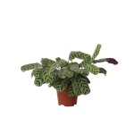 Plante dormeuse - set de 2 - ctenanthe burle - marxii - hauteur 30 - 40cm - d14cm Plante dormeuse - set de 2 - ctenanthe burle - marxii - hauteur 30 - 40cm - d14cm