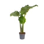 Plante lphant - alocasia portodora - hauteur 110 - 120cm - d32cm