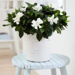 Plante dintrieur odorante cadeau - gardenia jasminoides jasmin du cap arbuste en pot 12 cm