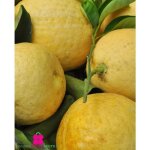 Plante de lipo citrus limon x paradisi