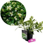 Plante - schramas - pittosporum tobira nanum - arbuste compact 75 cm - floraison blanc cr�me parfum�e ...