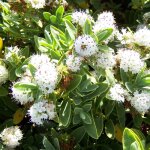 Plante vivace  fleurs persistantes hebe albicans idale pour le jardin. petit arbuste nain en pot de ...