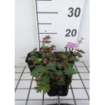 Plante vivace geranium sanguineum elke - plante bec de grue  fleurs rose vif bordes de blanc vivace ...