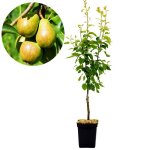 Poirier - schramas - williams - fruits jaunes - autofertile - fleurs blanches