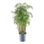 Polyscias hawaiiana ming en pot �24cm. plante verte type polyscias hawaiiana ming livr�e en pot id�ale ...