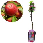 Pommier malus domestica ballerina polka - pot 23cm