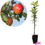 Arbre fruitier - schramas - elstar (malus domestica) - pommes jaune et rouge - go�t sucr� - rustique ...