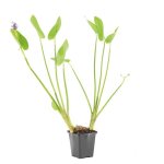 Pont�d�rie cordata - jacinthe d?eau - pont�d�rie - plantes de bassin - h. 10 - 20 cm - p. 9 cm