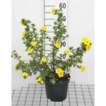 Potentilla frut. goldfinger - potentille frutescente goldfinger 25 - 30 cm en pot
