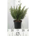 Prostanthera cuneata - menthe arbustive menthe australienne mente en arbre 20 - 25 cm en pot