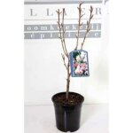 Prunus serr. kanzan - cerisier du japon crisier  fleurs japonnais 60 - 80 cm en pot
