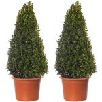 Pyramides de buis - arbustes de buxus lot de 2 plantes topiaires persistantes de 60 - 70cm.