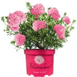 Rhododendron bloombux magenta arbuste de jardin persistant  fleurs rsistantes pour lextrieur.