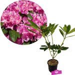 Arbuste - schramas - rhododendron ponticum roseum - floraison printemps rose - lilas - persistant - hauteur ...