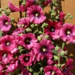 Rose tr�mi�re halo cerise