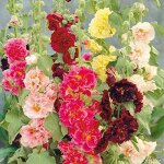 Rose trémière mélange assortiment de graines de fleurs vivaces assortiment de roses trémières trémières ... Rose trémière mélange assortiment de graines de fleurs vivaces assortiment de roses trémières trémières ...
