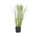 Roseau de chine - miscanthus sinensis gracillimus - hauteur 40 - 60cm - d23cm Roseau de chine - miscanthus sinensis gracillimus - hauteur 40 - 60cm - d23cm
