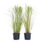 Roseau de chine - set de 2 - miscanthus gracillimus - h40 - 60cm - d23cm Roseau de chine - set de 2 - miscanthus gracillimus - h40 - 60cm - d23cm
