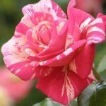 Rosier arbustif claude monet� jacdesa