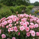 Rosier arbustif ville de saumur�