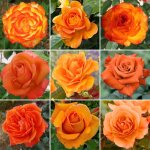 Superbe rosier orange en pot rosiers de jardin haut de gamme avec fleurs colores en t