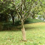 Rouleau de jute 05x10 m 100 % jute 200 g m