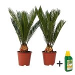 Sagou du japon - set de 2 - cycas revoluta - hauteur 45 - 60cm - d15cm