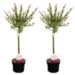 Salix flamingo - set de 2 - saule panach� - pot 17cm - hauteur 60 - 80cm