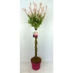Salix integra flamingo® - saule 30 - 40 cm en pot Salix integra flamingo® - saule 30 - 40 cm en pot