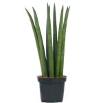 Sansevieria cylindrica spaghetti plante d?intérieur pour la maison ou le bureau en pot Sansevieria cylindrica spaghetti plante d?intérieur pour la maison ou le bureau en pot