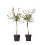 Saule crevette - set de 2 - salix integra flamingo - hauteur 60 - 80cm - d17cm Saule crevette - set de 2 - salix integra flamingo - hauteur 60 - 80cm - d17cm