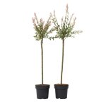 Saule crevette - set de 2 - salix integra flamingo - hauteur 90 - 110cm - d19cm Saule crevette - set de 2 - salix integra flamingo - hauteur 90 - 110cm - d19cm