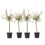 Saule crevette - set de 4 - salix integra flamingo - hauteur 60 - 80cm - d17cm Saule crevette - set de 4 - salix integra flamingo - hauteur 60 - 80cm - d17cm