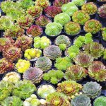 Sempervivum mix gardenersdream - lot de 10 plantes grasses - succulentes naturelles en pot de 5 - 15 ...