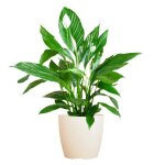 Spathiphyllum met viber wit en pot �21cm. plante verte type spathiphyllum met viber wit livr�e en pot ...