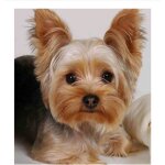 Strass pour broderie 5d diy diamond painting point de croix yorkshire terrier dog nouveau kit de mosaque ...