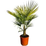 Sunny tree - arbre de palmier - trachycarpus fortunei - palmier chinois - 120 - 140 cm - palmier chanvre ...