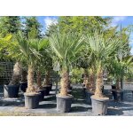 Sunny tree - palmier - trachycarpus fortunei - palmier éventail chinois - palmier chanvre - palm arbre ... Sunny tree - palmier - trachycarpus fortunei - palmier éventail chinois - palmier chanvre - palm arbre ...