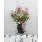 Syringa meyeri palibin - lilas de cor�e nain lilas nain palibin 30 - 40 cm en pot