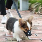 Taille s anti - aboiement muselire cuir rglable pour chiens corce contrle muselire anti morsure pour ...