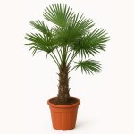 Trachycarpus fortunei - palmier ventail chinois - palmier rustique - 120 - 150 cm de haut - pot 30 cm ...