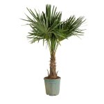 Trachycarpus fortunei - palmier �ventail chinois - palmier rustique - h. 140 - 170 cm - p. 30 cm