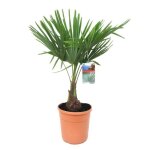 Trachycarpus fortunei - palmier �ventail - pot 21cm - hauteur 65 - 75cm