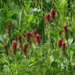 Tr�fle rouge